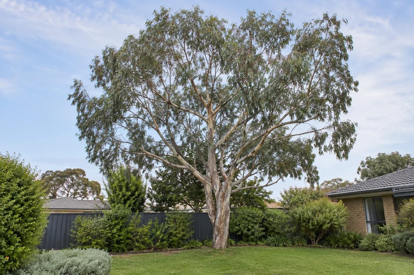 Mature eucalyptus with a balanced crown in a suburban garden